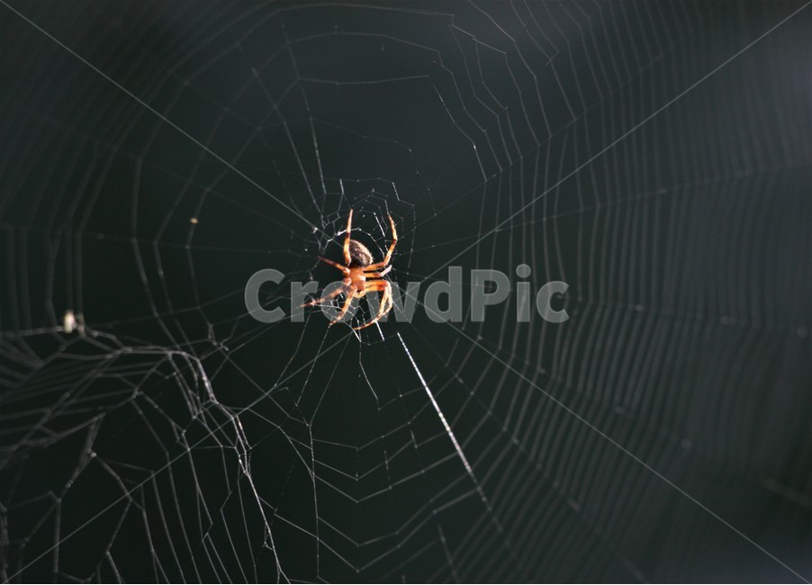 거미,빛,거미줄,하얀,검정,동물,animal,곤충,벌레,insect,bug