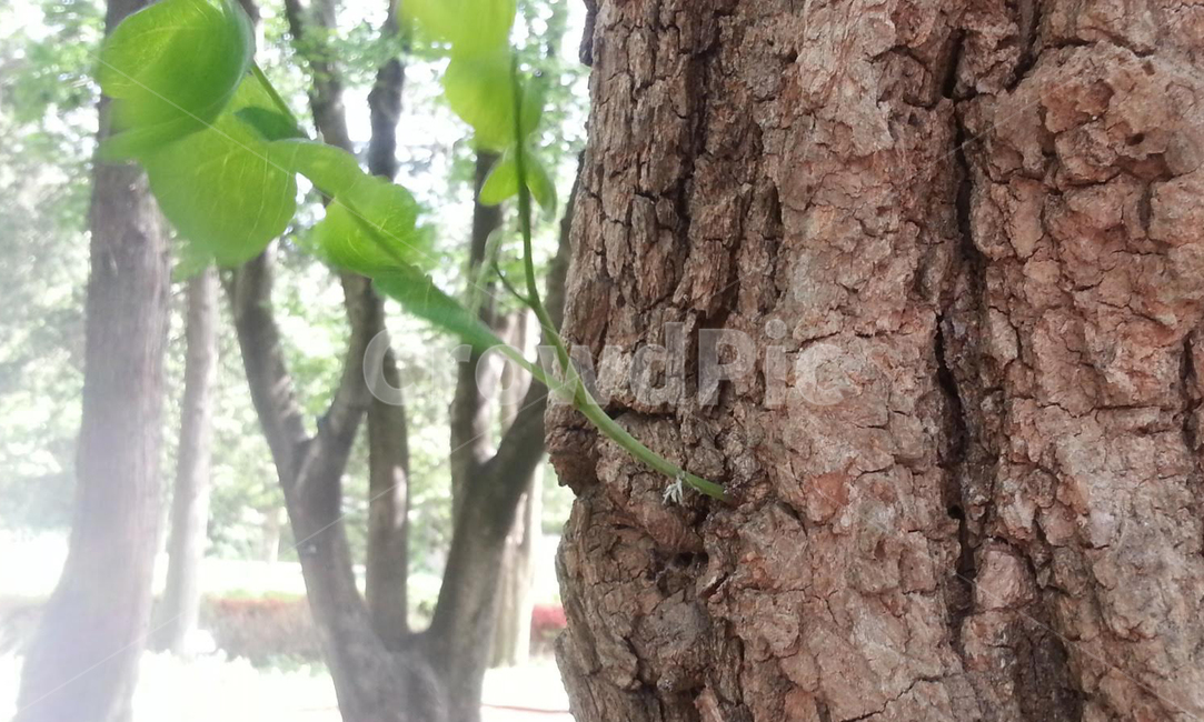 나무,나무줄기,식물,tree,treetrunk,plant,공원,식물,자연,plants,nature,나무,trees,wood