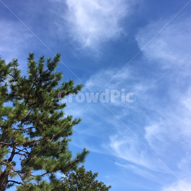 구름,나무,자연,풍경,펑량한