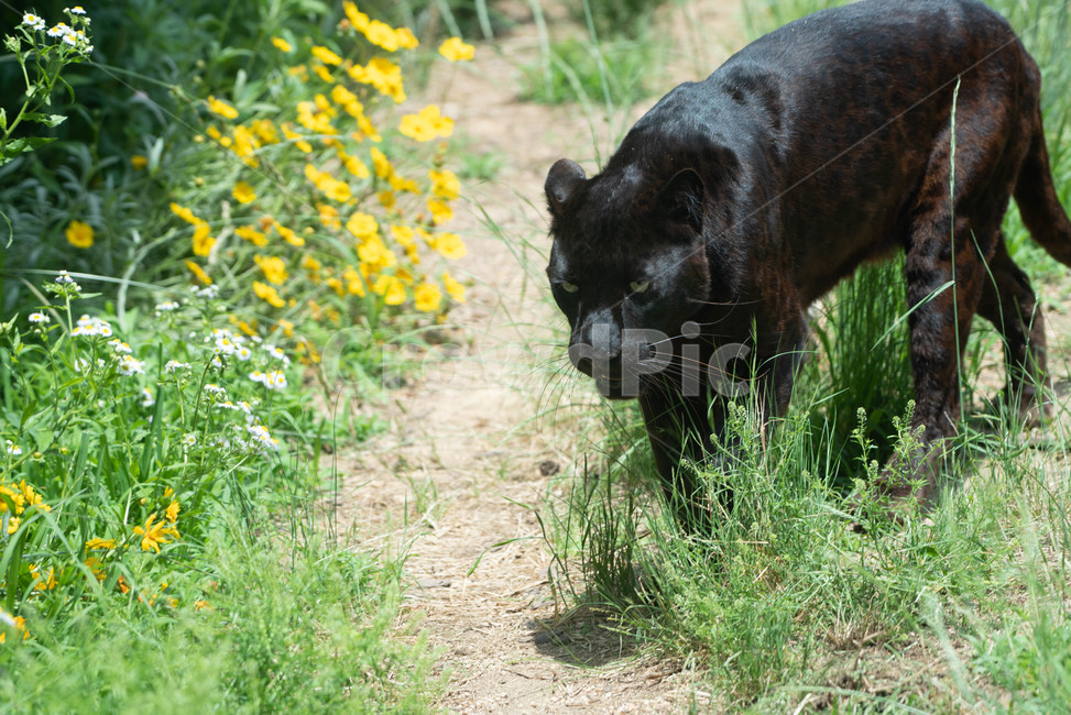 포유류,동물,맹수,표범,leopad,wildlife,animal,mammal,동물,animal,포유류,mammal