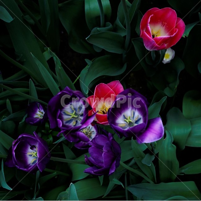 튤립,봄,bloom,꽃,식물,자연,화사함,꽃향기,tulip,colorful,floral,flower,gardenflowers,happymind,life,nature,plant,spring,식물,자연,plants,nature,꽃,flower