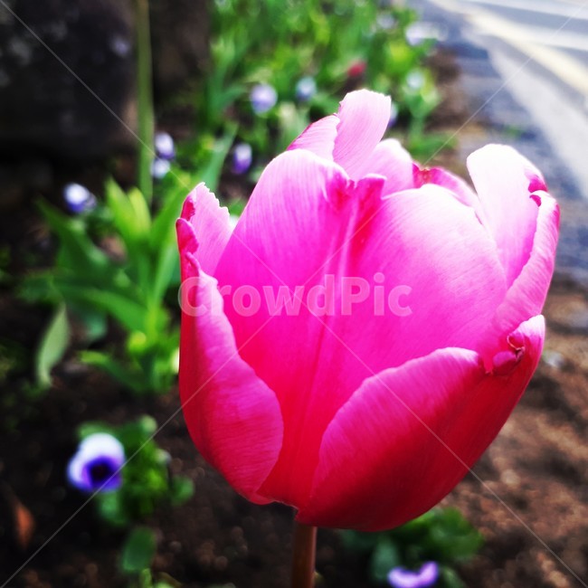 튜립,꽃,생화,이쁜꽃,생각,식물,자연,plants,nature,꽃,flower