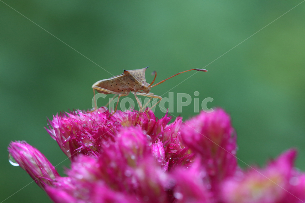 서울숲,곤충,꽃,분홍꽃,자연,flower,insect,bug,pink,nature,식물,자연,plants,nature,꽃,flower,동물,animal,곤충,벌레,insect,bug