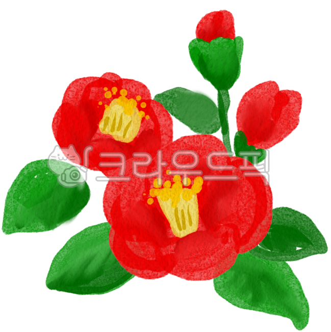 동백꽃,동백,camellia,꽃,빨간꽃,redflower,제주,제주꽃,43,제주43,식물,jeju,손그림,illustration,자연,봄꽃,봄,카멜리아,잎사귀,겨울꽃,꽃그림,제주동백,일러스트,동백꽃일러스트,꽃일러스트,red,green,초록,plant