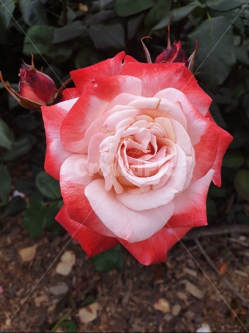 장미,그라데이션색깔,rose,flower,꽃