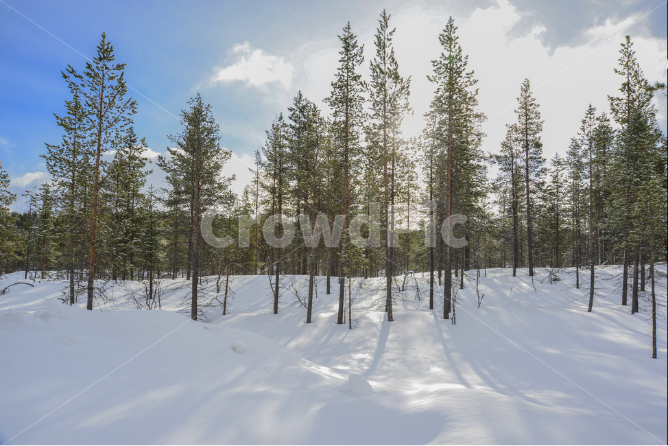 핀란드,사리셀카,이나리,라플란드,겨울,침엽수림,북극권,북극,계절,winter,season,자연,풍경,해외,외국,외국자연풍경,nature,landscape,world,notrhpole,arctic,finland,foreign,tree,forest,겨울숲,겨울,계절,winter,season,자연,풍경,nature,landscape,해외,외국,세계,foreign,oversea,world,세계자연풍경,해외자연풍경,외국자연풍경,world nature landscape,나무,plant,식물,abies,아비,fir,전나무,conifer,구과 식물