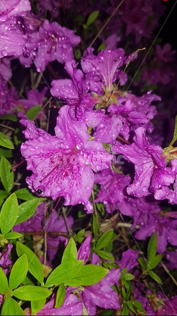 flower,plant,식물,blossom,꽃