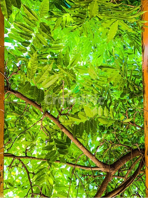 heat,sight,tree,rattan,correction,walk,Photo Frame,picturesque