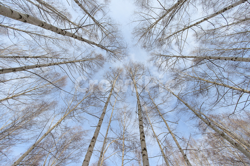 나무,식물,자작나무,하늘,풍경,sky,tree,식물,자연,plants,nature,나무,trees,wood