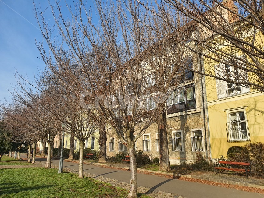 거리,유럽거리,겨울거리,나무,tree