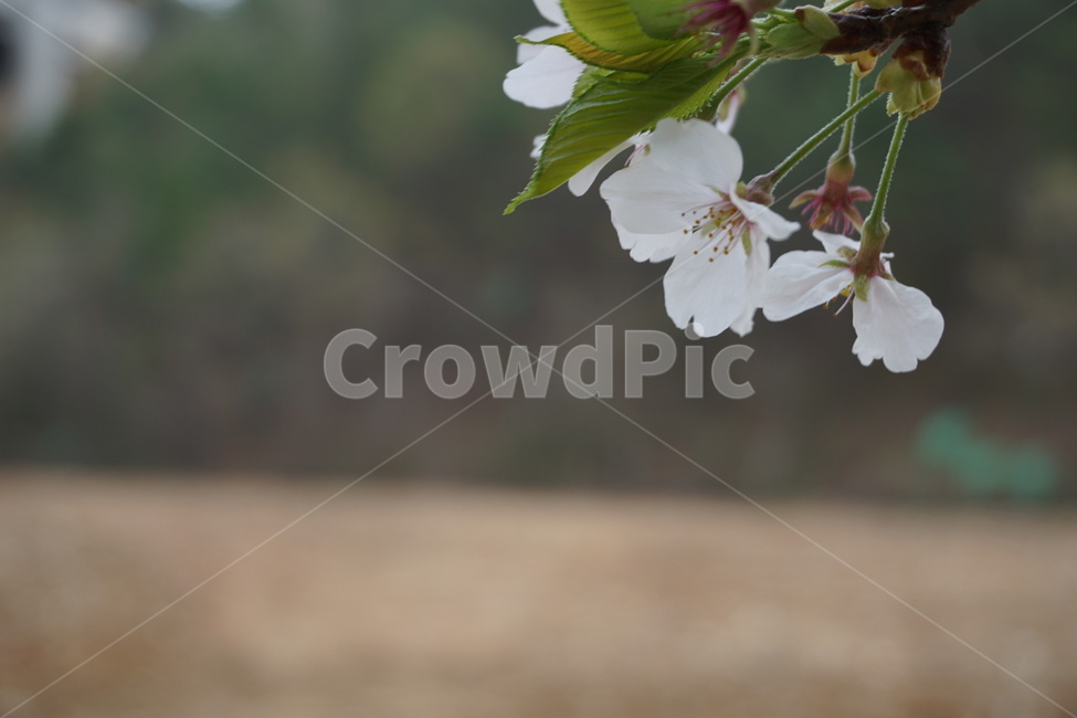 봄,벚꽃,꽃잎,연두색,흰색,벚꽃나무,봄,계절,spring,season,식물,자연,plants,nature,꽃,flower,plant