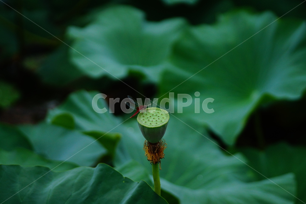 flower,plant,식물,blossom,pondlily,연꽃,연못백합,lily,꽃,잠자리,식물,자연,plants,nature