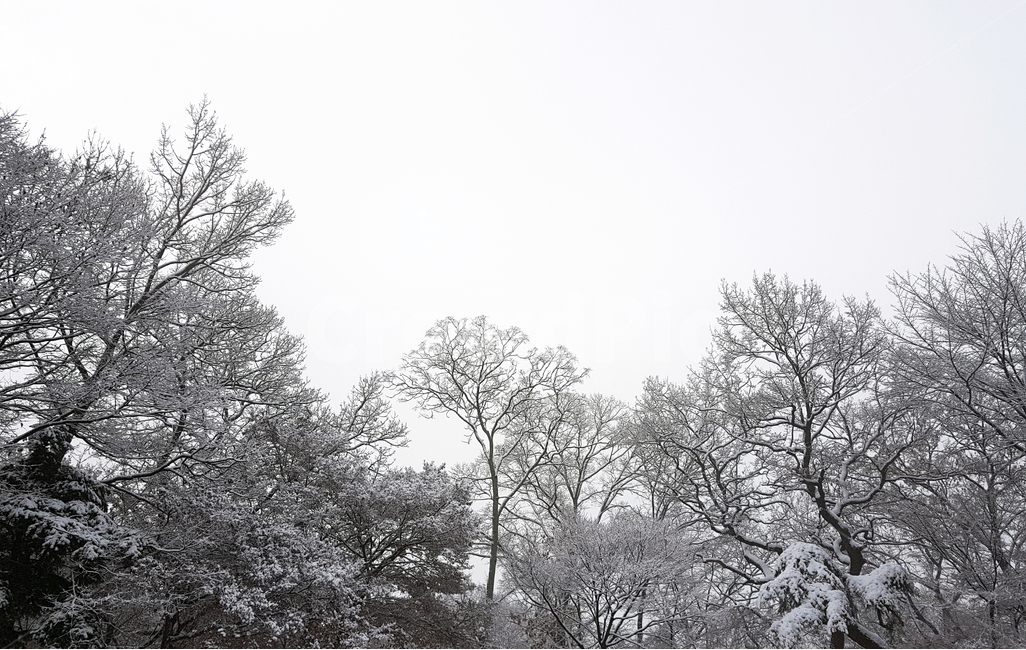 겨울,눈,풍경,나무,산,겨울,계절,winter,season,자연,풍경,nature,landscape,outdoors,옥외
