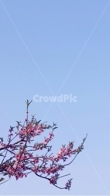 벚꽃,벚꽃나무,벚나무,꽃나무,봄,하늘,맑음,나무,봄,계절,spring,season,식물,자연,plants,nature,꽃,flower,plant