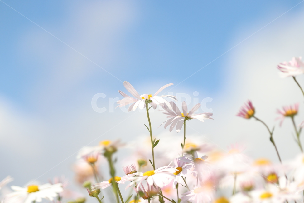 구절초,가을,꽃,가을꽃,구절초와하늘,식물,자연,plants,nature,꽃,flower