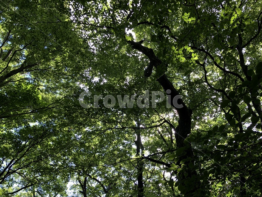 나무,나뭇잎,나무줄기,식물,자연,식물,자연,plants,nature,나무,trees,wood
