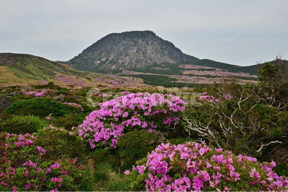 제주,한라산,한라산철쭉,한라산봄,봄,계절,철쭉,철쭉꽃,영실,윗세오름,언덕,plant,식물,nature,자연,outdoors,옥외,경치,경관,풍경,비경,제주비경,제주봄,자연,풍경,nature,landscape
