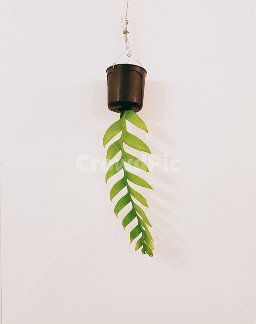 식물,이쁜식물,화분,카페,초록색,실내용화초,화분,화초,house plant