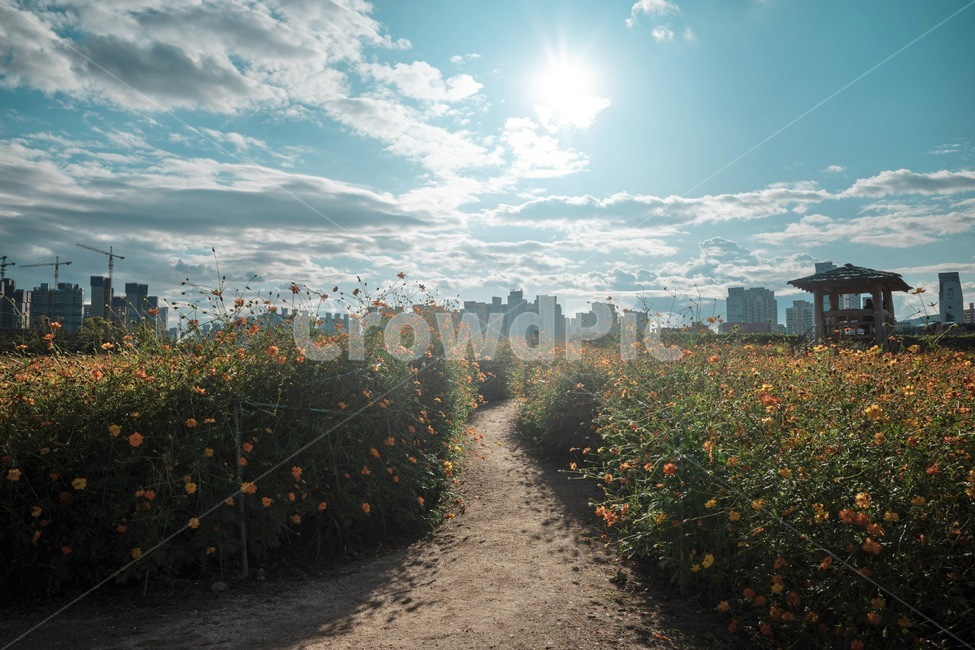 autumn,풍경,코스모스,가을,landscape,자연,풍경,nature,landscape,light,빛,flare,플레어
