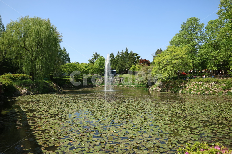 연못,호수,풍경,나무,연꽃,공원,자연,자연,풍경,nature,landscape,water,물