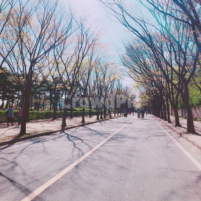 나무,거리,공원,도로,자연,숲,자연,풍경,nature,landscape,tree,plant,식물,road,asphalt,아스팔트,tree trunk,나무 줄기