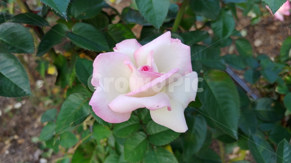 식물,rose,장미,꽃,flower,식물,자연,plants,nature,꽃,flower