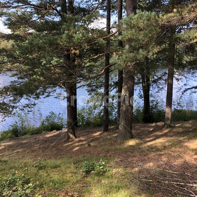 tree,나무,plant,식물,sweden,북유럽숲,숲,wood