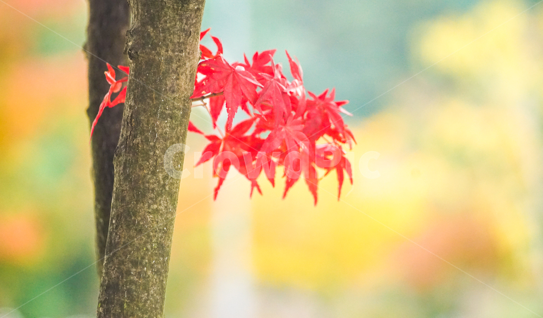 단풍,추색,가을,나무,나뭇잎,잎새,자연,잎,가을,계절,fall,autumn,season,색깔,색상,색채,색감,color sense,color sensitivity,feeling of color,leaf,plant,식물,tree