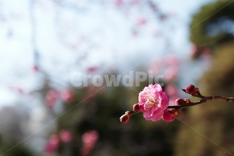 매화,홍매화,꽃,봄,봄꽃,봄,계절,spring,season,식물,자연,plants,nature,꽃,flower,plant,blossom