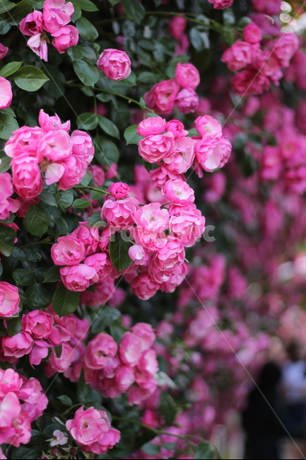 봄,봄꽃,꽃,장미,플라워,분홍,분홍색,spring,flower,rose,pink,pinkcolor,식물,자연,plants,nature,꽃,flower