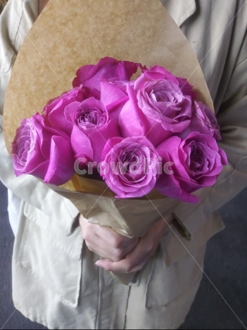 축하,분홍장미,고백,plant,꽃,식물,꽃부케,blossom,human,flower,사람,사랑,배경화면,분홍,꽃,flower