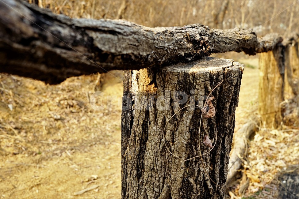 겨울,산,길,나무,숲,자연,목책,나무,trees,wood