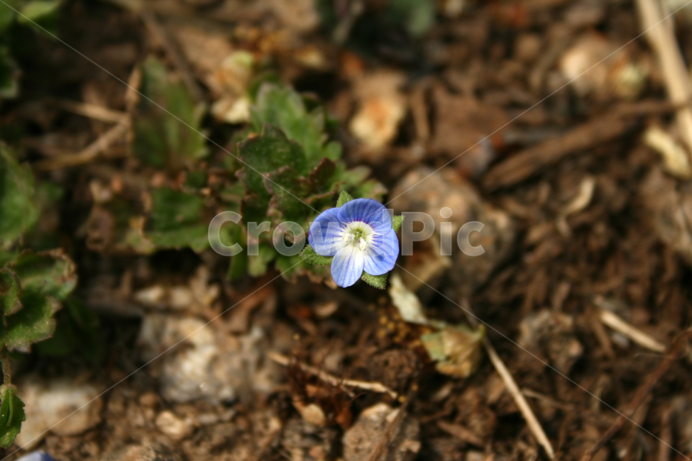봄까치꽃,봄,꽃,spring,flower,봄,계절,spring,season,식물,자연,plants,nature,꽃,flower,plant,blossom,geranium,제라늄