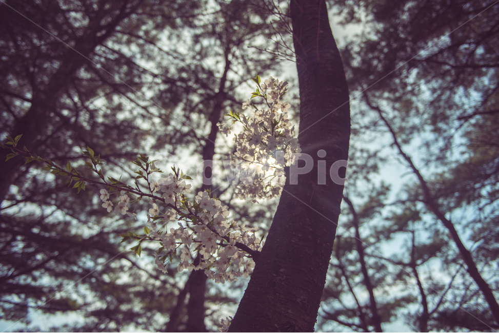 fancy,Cherry Blossom,Spring background,in full bloom,spring flowers,spring,background image,spring image,petal,plants,background photo,season,spring background,pretty,spring photo,nature,full bloom,flower,wildflowers,background,plant