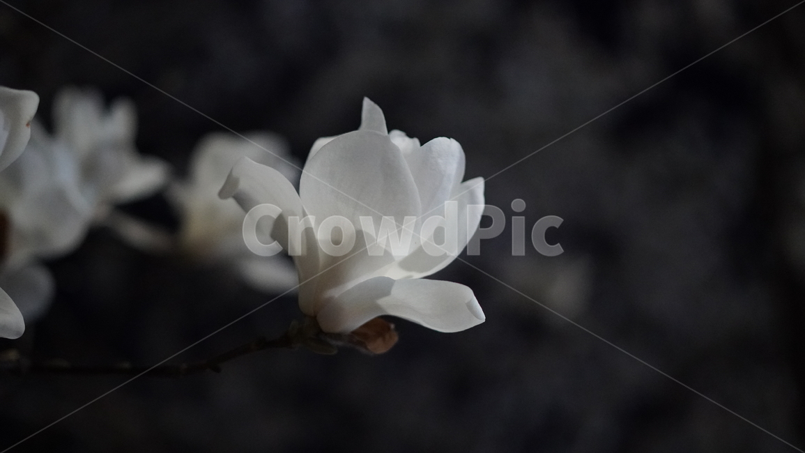 목련,봄꽃,식물,blossom,flower,하얀꽃,목련꽃,목련나무,꽃잎,꽃,꽃나무,자연,plant,야경