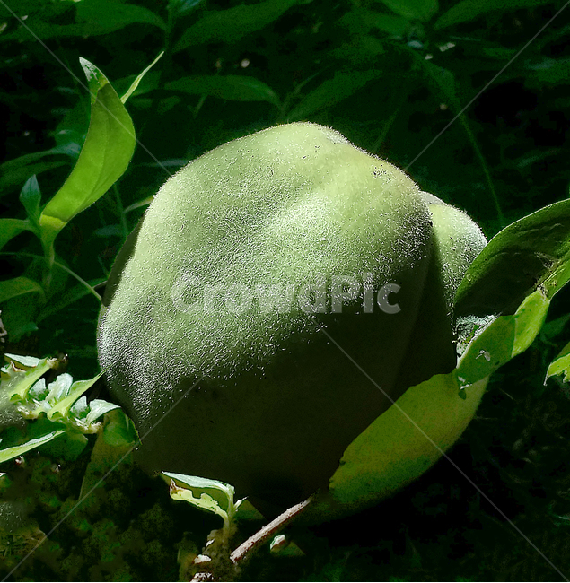 plant,식물,과일,녹색과일,복숭아