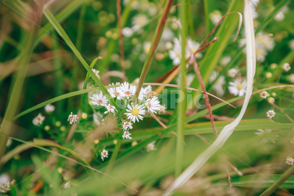 가을,식물,자연,초록,흰꽃,쑥부쟁이,식물,자연,plants,nature,꽃,flower