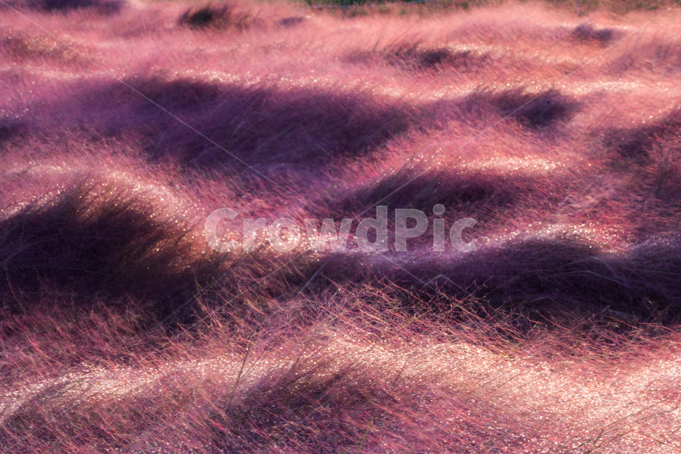 핑크뮬리,pinkmuhly,landscape,풍경,자연,light,빛,nature,플레어,outdoors,flare,옥외,가을,fall,autumn,pink,분홍,sunrise,일출,가을,계절,fall,autumn,season