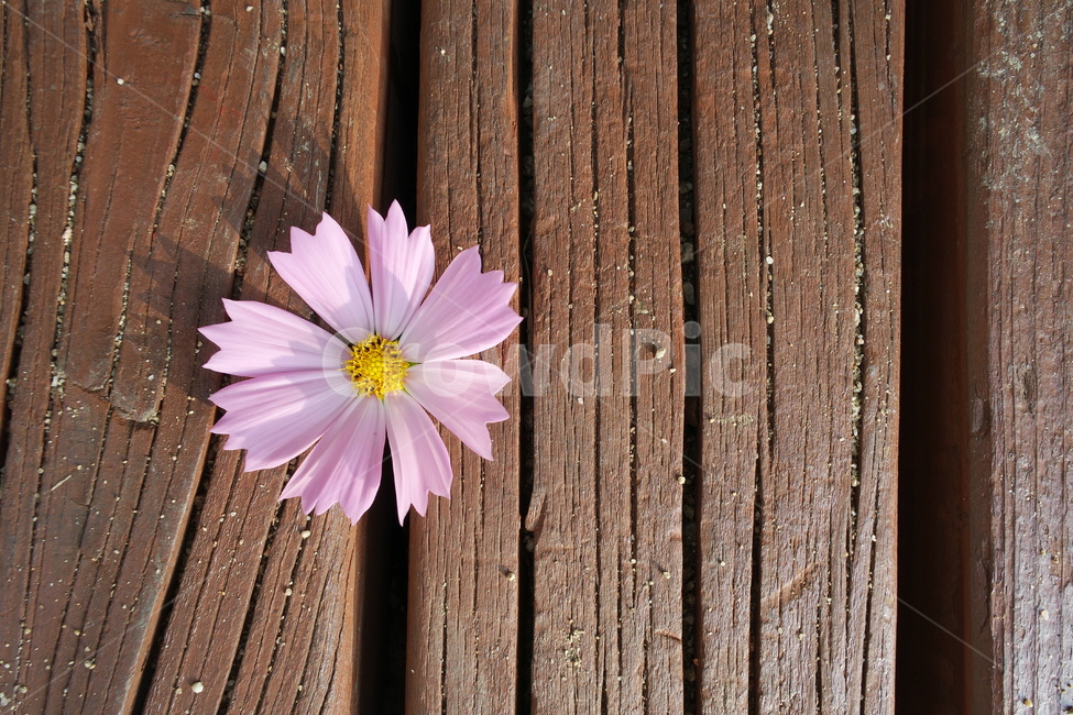 코스모스,가을,가을꽃,꽃,blossom,flower,plant,식물,꽃,flower