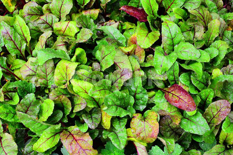 채소,야채,쌈채소,음식,식재료,food,green,fresh,신선한,싱싱한,plant,건강식품,푸성귀,건강식,vegetable,채소밭,어린,적근대,이슬,물방울,식물,자연,plants,nature,음식,식재료,요리,food,cook,meal,dishes,food reserves,채소,야채,vegetables