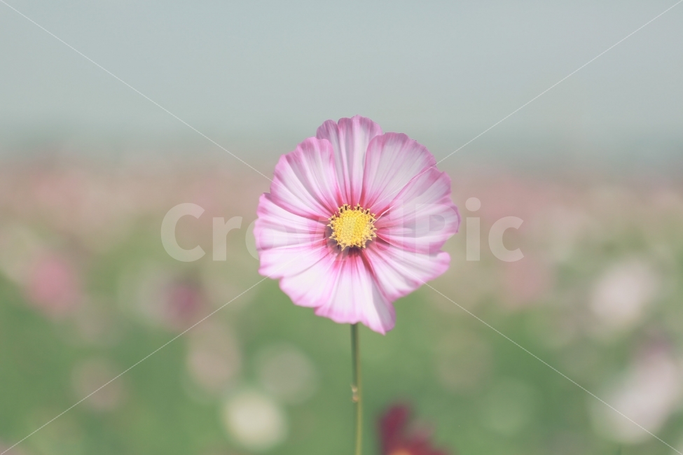 꽃,가을,코스모스,자연,감성사진,자연풍경,가을꽃,cosmos,가을,계절,fall,autumn,season,식물,자연,plants,nature,꽃,flower,plant,daisies,데이지,blossom,daisy,petal,꽃잎