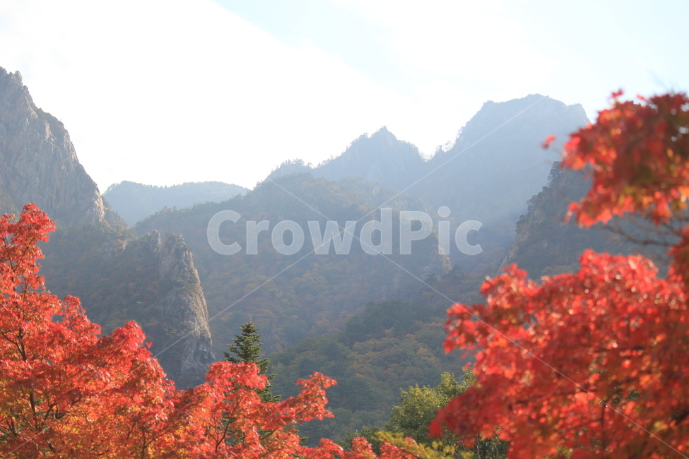 가을,단풍,설악산,붉은색,나뭇잎,하늘,흰구름,안개,바람,계절,가을,계절,fall,autumn,season,leaf,잎,plant,식물,tree,나무,maple