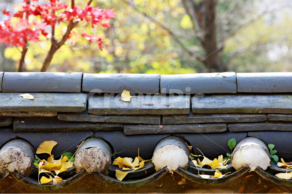 전통,기와담장,가을,단풍,은행잎,감성,가을,계절,fall,autumn,season,한국전통,한국문화,korean traditional,korean culture,건축물,건물외관,exterior,building,structure,architecture,construction