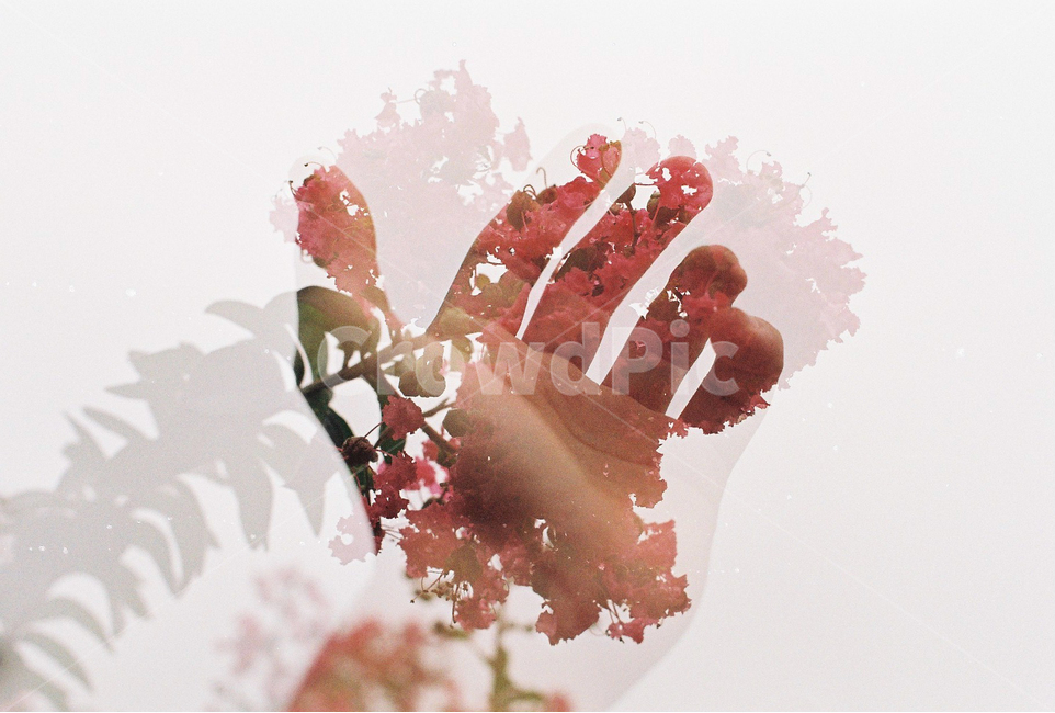 필름,다중노출,감성,꽃,손,하늘,film,emotion,flower,hand,식물,자연,plants,nature,꽃,flower,사람,인물,인간,human,person,신체일부,몸,body,감성,sensible,feeling,연출,컨셉,콘셉,direction,concept