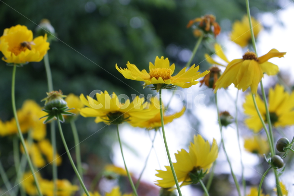 꽃,접사,들풀,감성,노랑,들판,식물,자연,plants,nature,꽃,flower