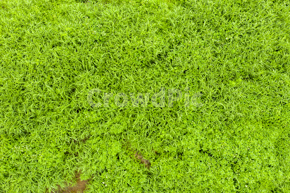 풀,식물,잔디,항공촬영,드론촬영,grass,식물,자연,plants,nature