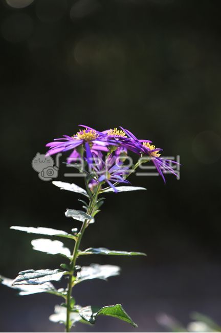 ecology,fancy,nature,autumn background,plant,purple