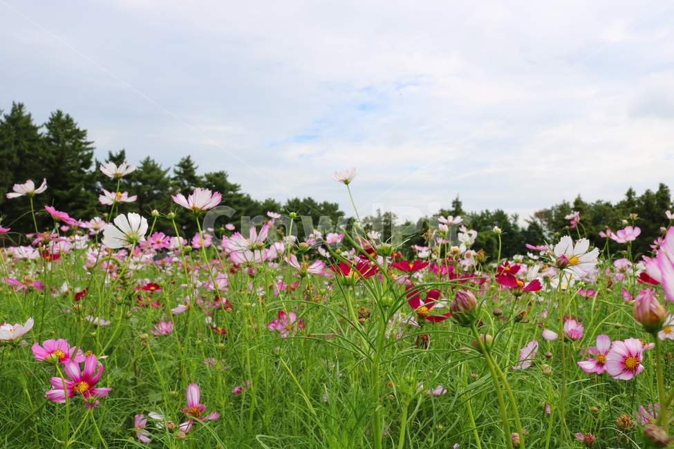 꽃,코스모스,코스모스꽃,식물,꽃밭,가을,자연,풍경,국화과,식물,자연,plants,nature,꽃,flower