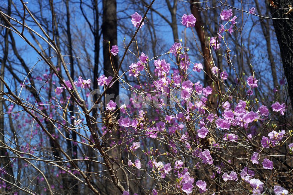 진달래,봄,연분홍색,꽃,koreanrosebay,두견화,식물,자연,plants,nature