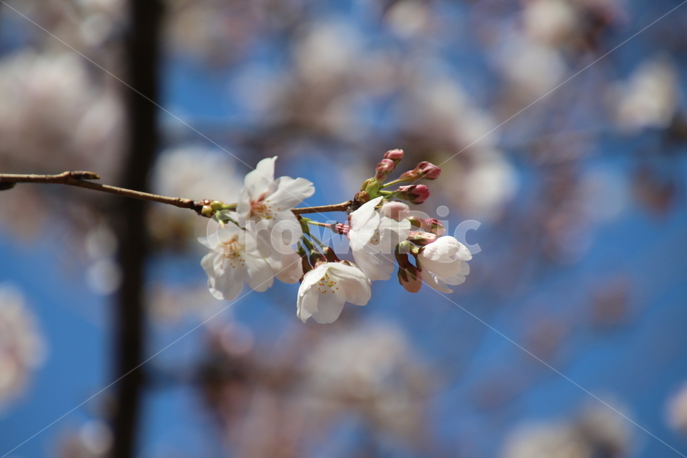 봄,흰색,벗꽃,나무,꽃,봄,계절,spring,season,식물,자연,plants,nature,꽃,flower,plant,blossom